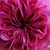 Lila - rózsaszín - Történelmi - damaszkuszi rózsa - Duc de Cambridge